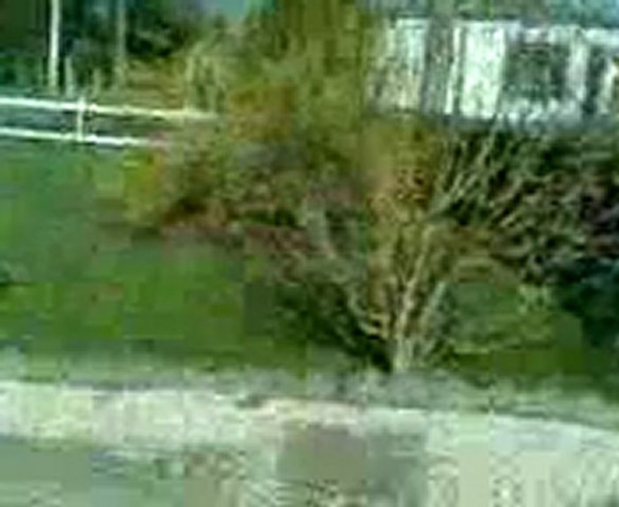 Jack russell suite Jpl du var3