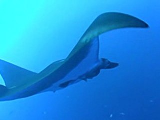 Socorro 2010 San Benedicto