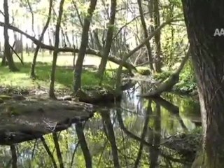 KLEOPATRA'NIN ''GÜZELLİK İKSİRİ'' YOK OLUYOR