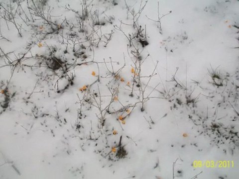 Kış Manzarası (Yaycılar köyü) ŞAKİR ATİK