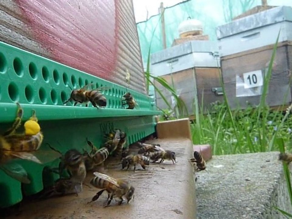 Le Printemps  2011 arrive , video HD Les abeilles recoltent du pollen en abondance