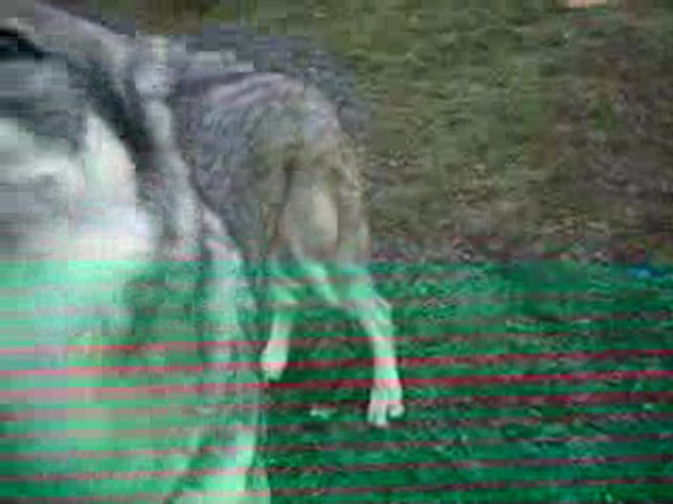 Le rappel avec Loup Tchèque ( Eywook) A.G.E.C.