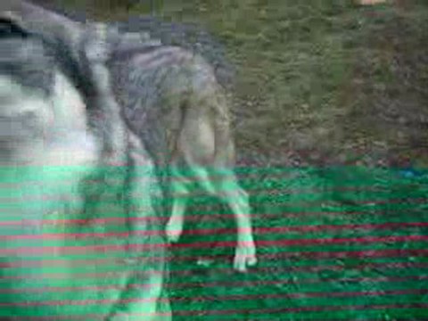 Le rappel avec Loup Tchèque ( Eywook) A.G.E.C.