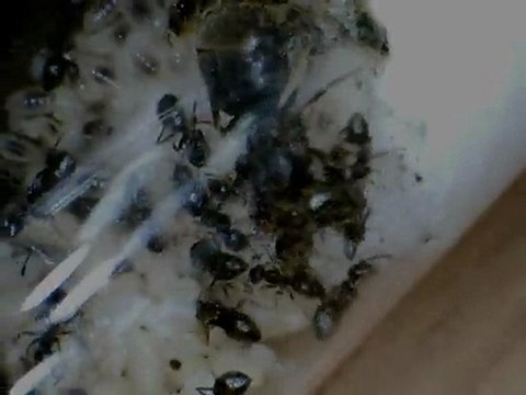Lasius niger 1