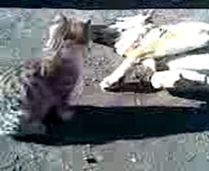 Video031