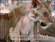 Cute lion cub overload from the Born Free archives with George Adamson