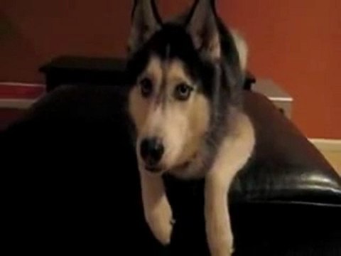 0125 - Chien qui parle