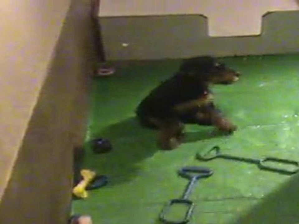 airedale mâle collier blanc 19-03-2011