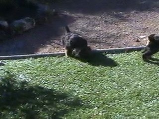 18-03-2011 les mâles airedales