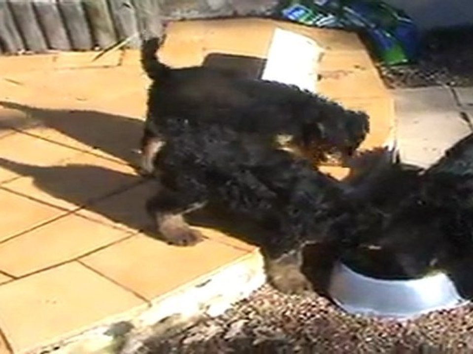 les femelles jouent dans le jardin 18-03-2011 (1)