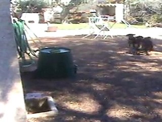 les femelles jouent dans le jardin 18-03-2011