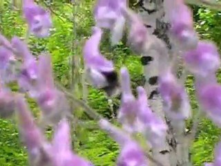 Wild flowers of Altay