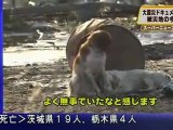 Japan Dog Refuses to Leave Fellow