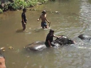 patara elephant farm chiang mai 1
