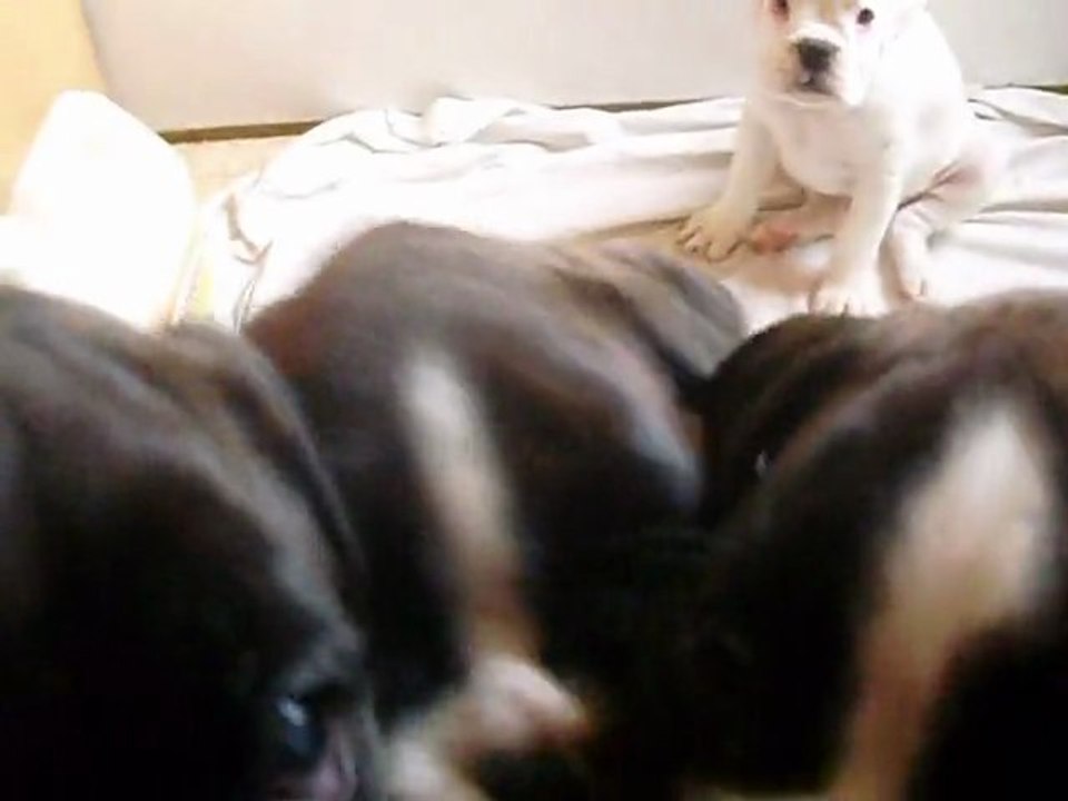chiots a 1 mois et 20 jrs