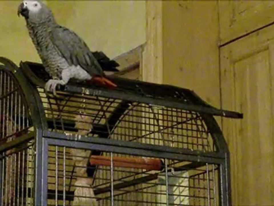 gris du gabon chante bink's sake