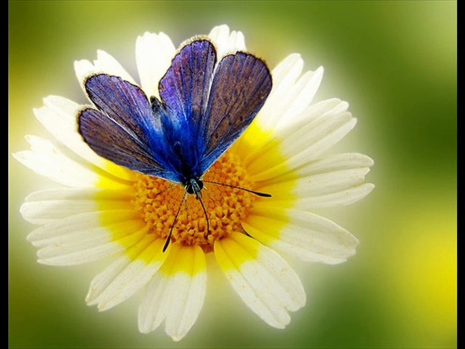 Mavi Kelebek, Bi_CaRe / www.minelask.com