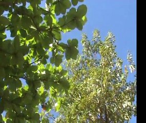 martinique - anse mabouya