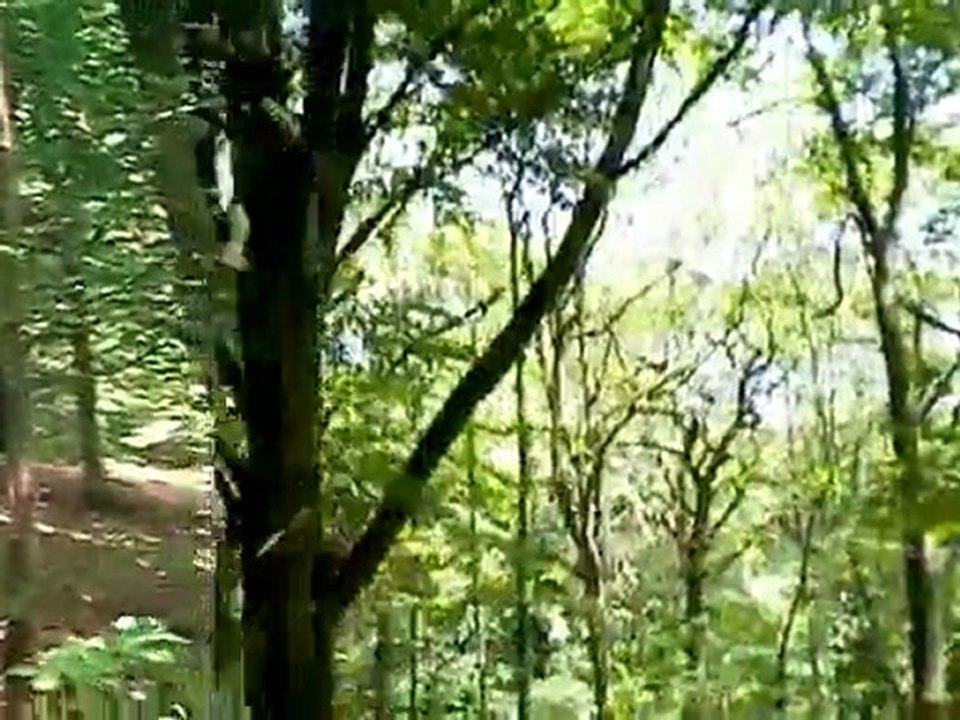 La catapulte humaine - Atelier sensation grimpe d'arbres