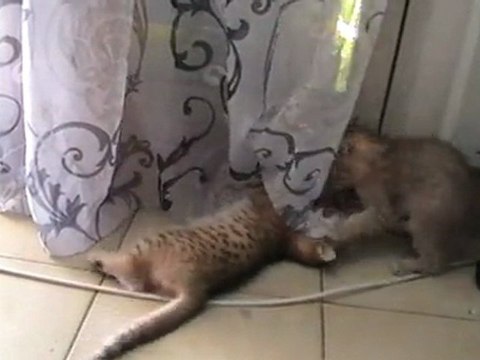 les bébés Duchesse ont 2mois et une semaine!!!