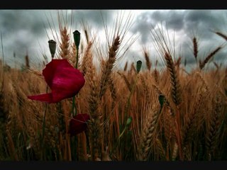 "muhteşem yüzyılın muhteşem kemanı "