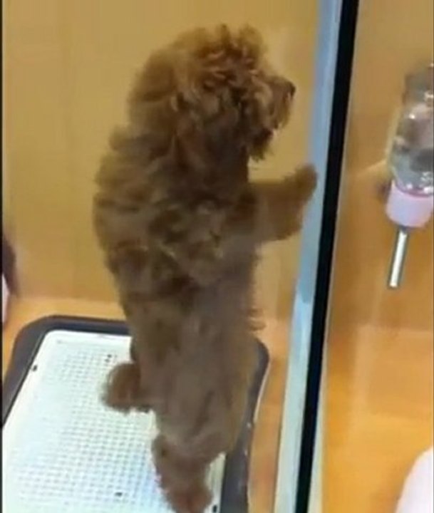 Snoopy Danseur Salsa (Lol)