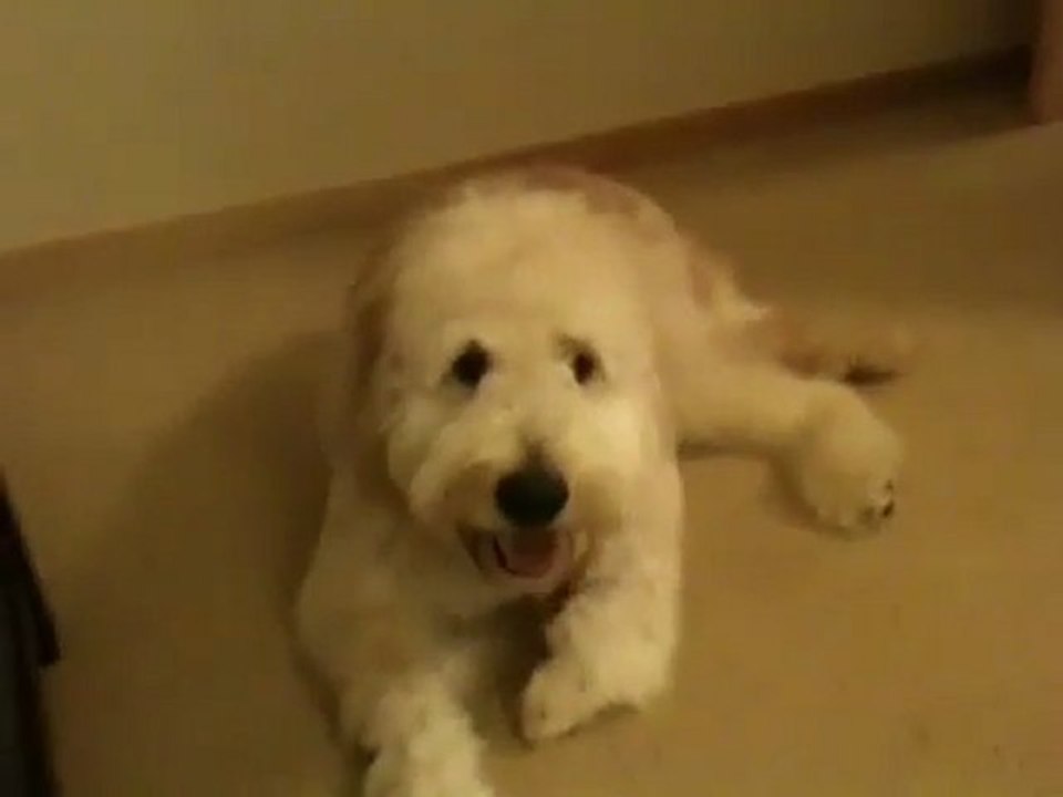 Chien fou oublie de sauter - LOL... [Dog Fail]