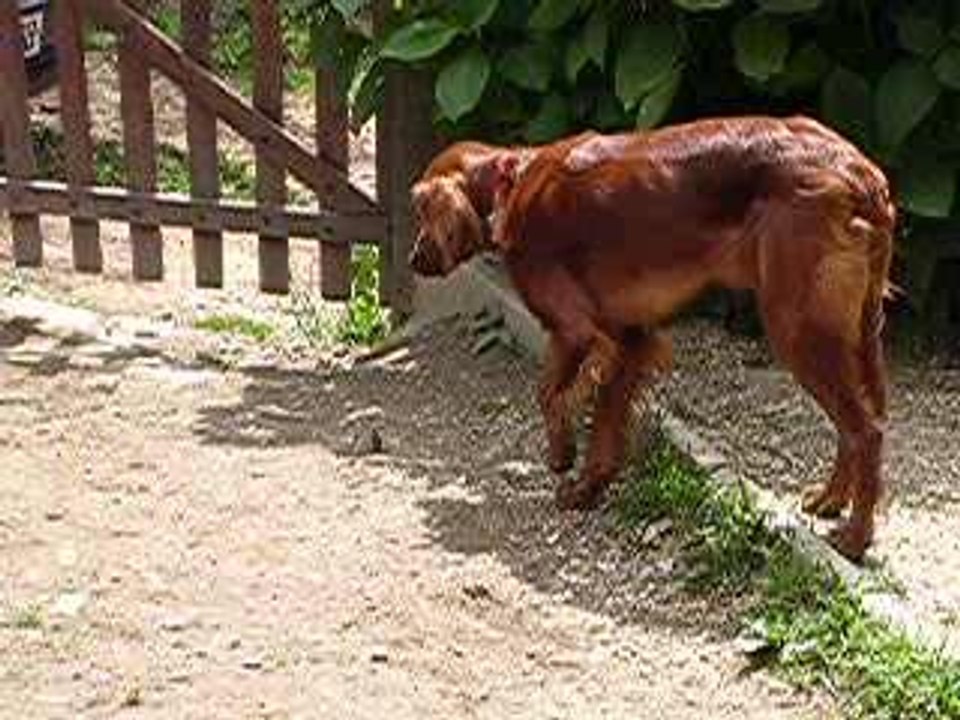 chien