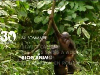 Sommaire émission 30 millions d'amis 27 03 2011