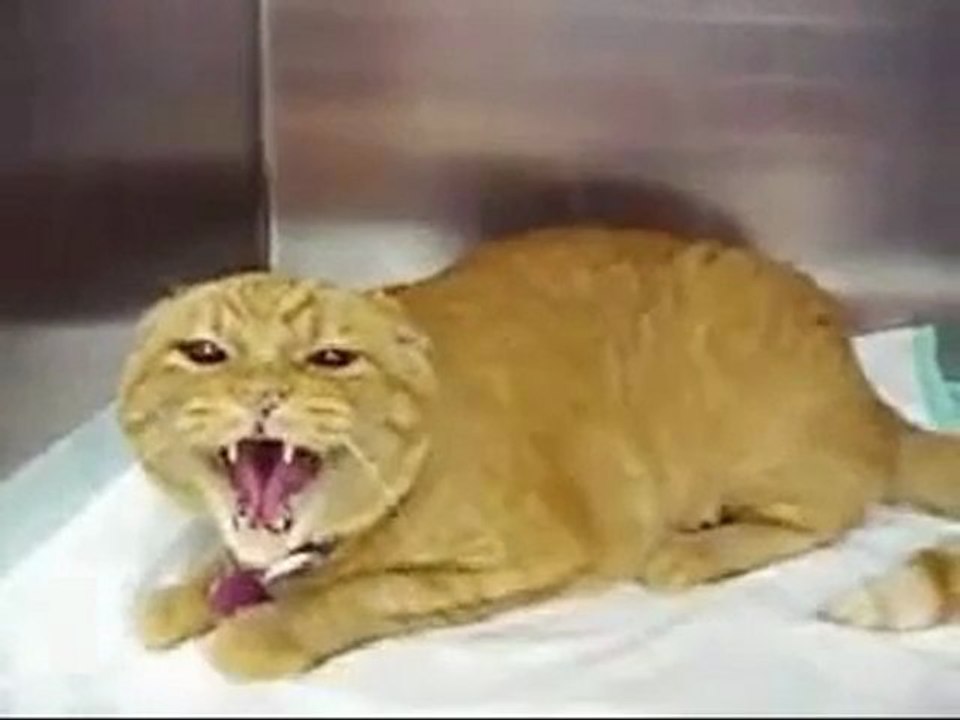 Evil Cat : Le chat incarnation du diable [Scary Cat]