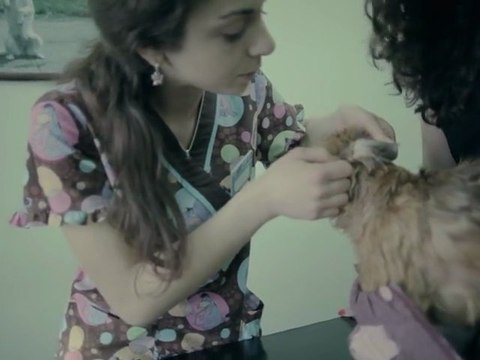 Москва: Профилактические комплексы для домашних питомцев – со скидкой 70%