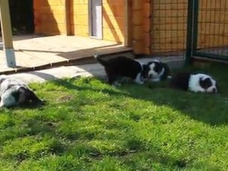 bébés Djune 4 semaines