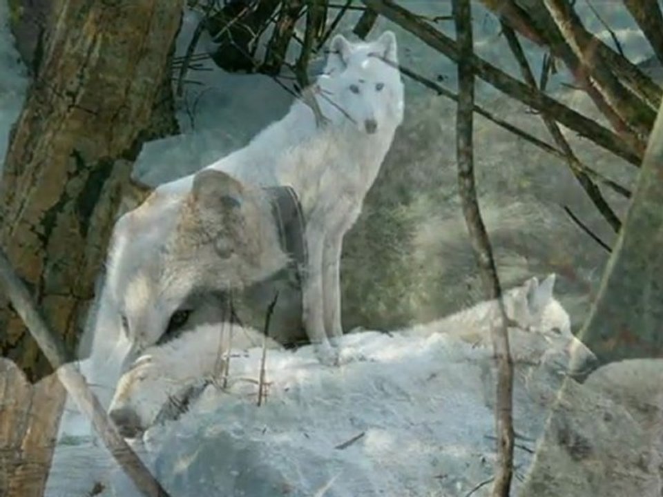To ja, Biały Wilk