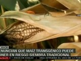 Permiso para comercializar semillas transgénicas en México