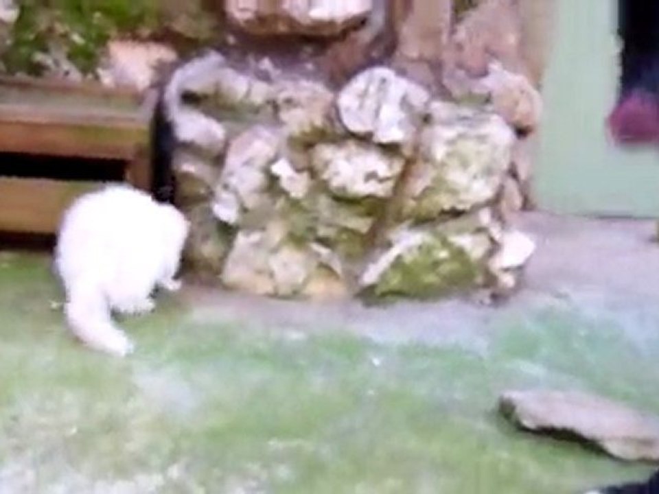 lulu association les furets de la deuxieme chance 20mars2011