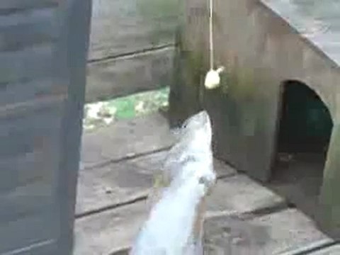 0130 - Ecureuil Rambo