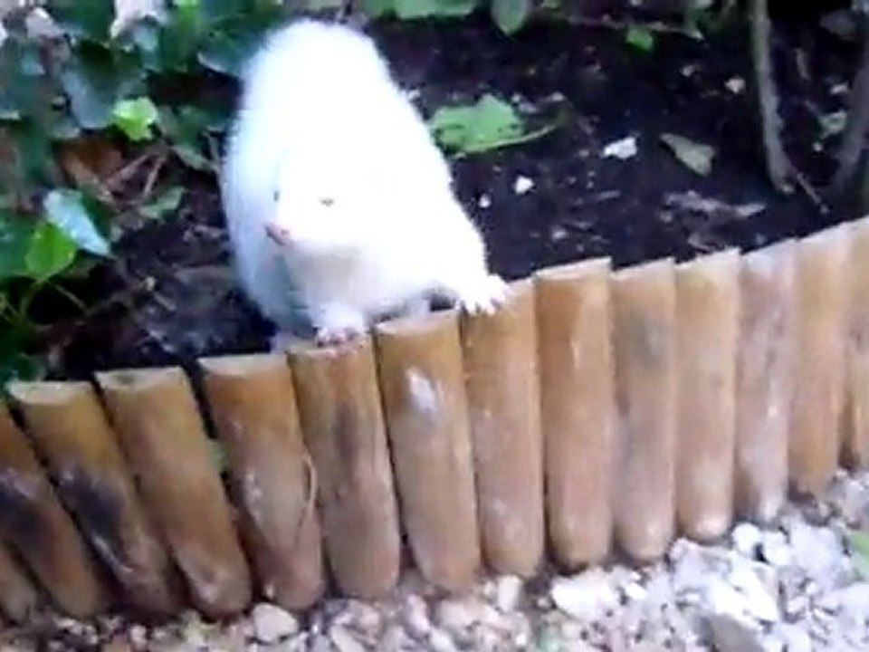 belle,lulu et cerise association les furets de la deuxieme chance 20mars2011