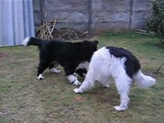 Videos Tamia-César 012