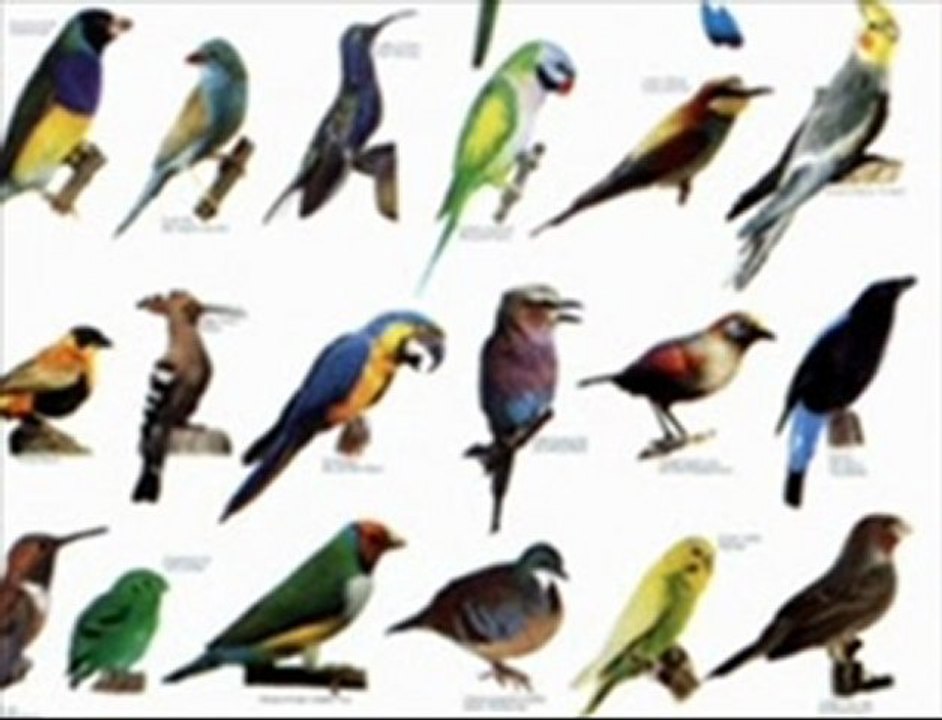 מקהלת הצפרים של גייזי