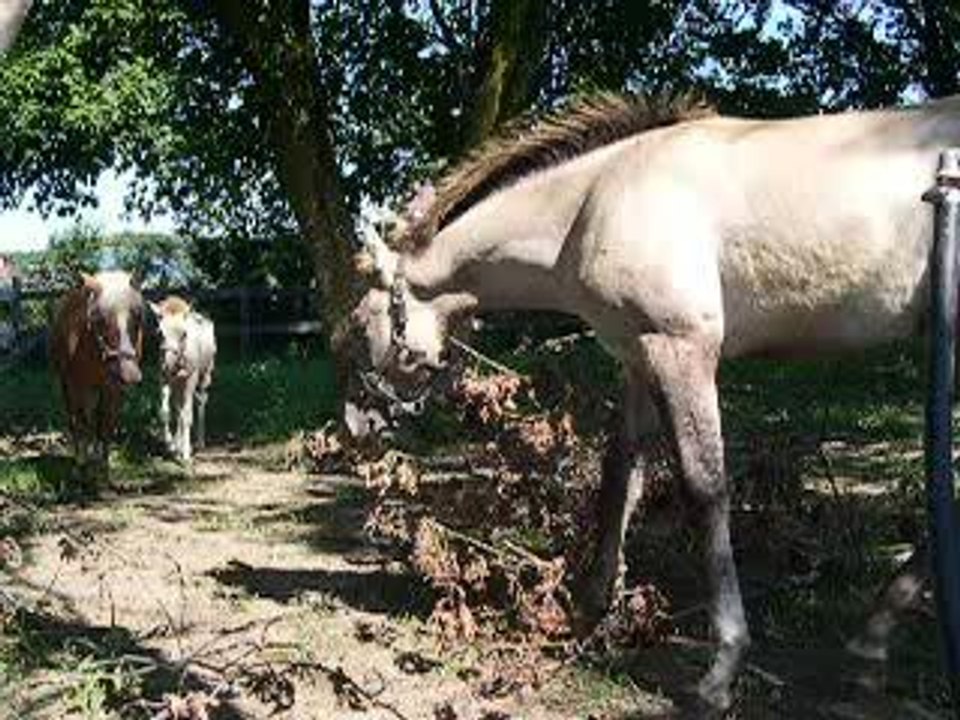 Wakan1-08-08-06
