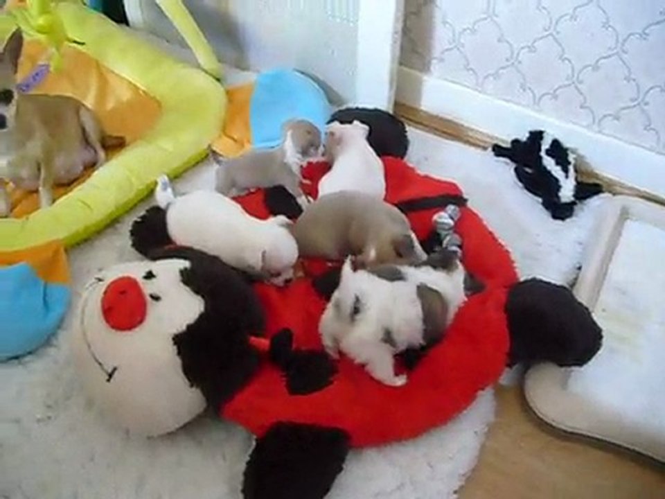 ELEVAGE DES PETITS AZTEQUES