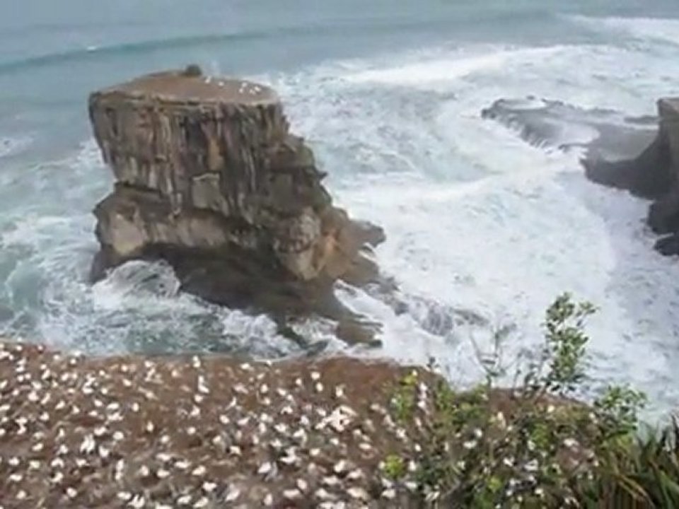 Colonie de fous de Bassan