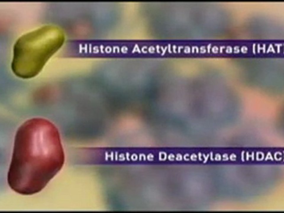 Chromatin, Histones and Epigenetics