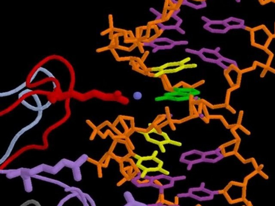 p53-DNA Complex