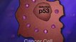 Using p53 to Fight Cancer