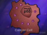 Using p53 to Fight Cancer