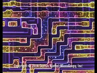 Discover the Life and Genius of Richard Feynman 🧠