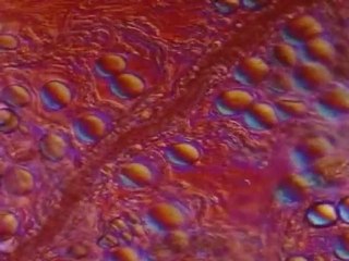 Viruses and nanotechnology (how a virus works)