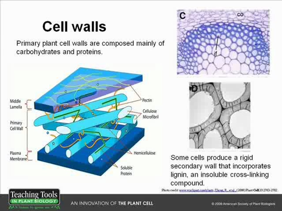 Why Study Plants