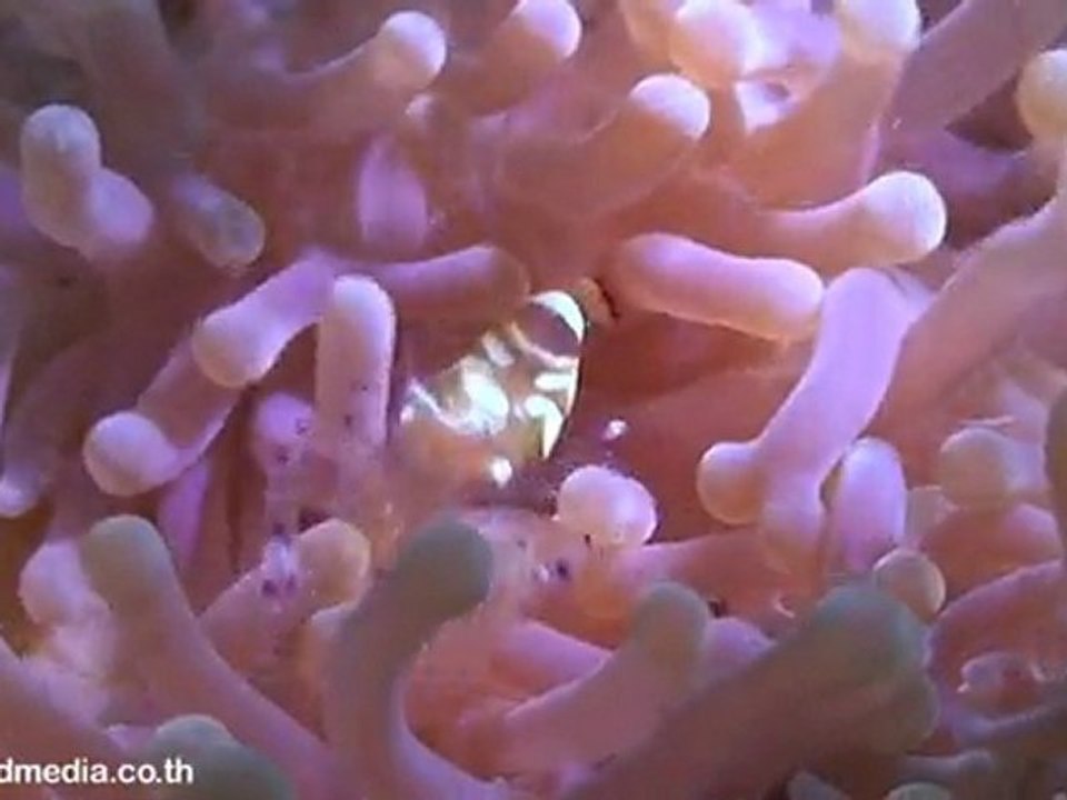 Diving at Twins